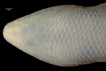 Media type: image;   Herpetology R-141880 Aspect: head ventral